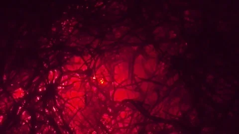 Dark Dry Grass Plants Over Fire Smoldering in Darkness Closeup Stock Footage 74853200
