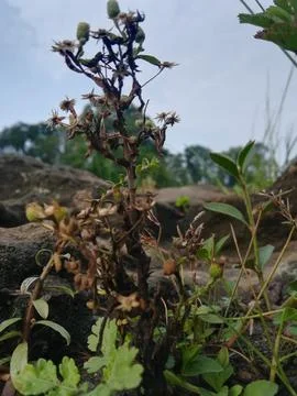 The dark dry plant Foto stock