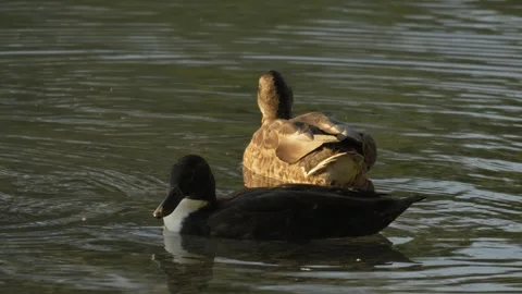 Dark Duck Drinking Water in Warm Morning Light on Calm Lake Stockbeeldmateriaal 342139099