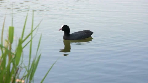The dark duck floats through the thickets of leaves Stock-Footage 130854432