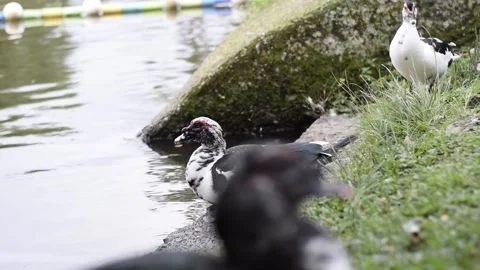 Dark duck lying at the edge of the pond, ducks by the lake relaxing and str.. Stock Footage 320132199