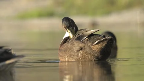 Dark Duck Preening Feathers in Warm Light on Calm Water Video stock 342117493