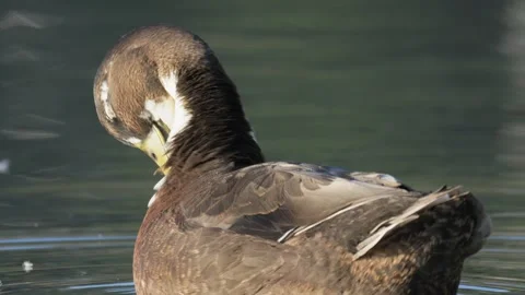 Dark Duck Preening Its Feathers on Calm Water in Warm Light Video stock 342139316