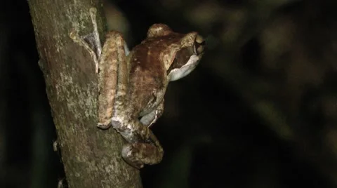 Dark-Eared Tree Frog Stock-Footage 64800585