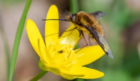 A Dark-edged Bee-fly, Bombylius major, perching on a yellow flower in sprin.. Stock Photos