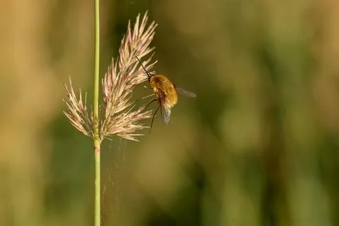 Dark edged bee fly Bombylius major sitting on grass in early day time Stock Photos