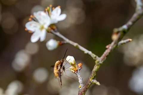 Dark edged bee fly, Bombylius major, resting on spring flowers of the black.. 스톡 사진