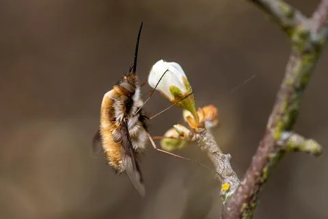 Dark edged bee fly, Bombylius major, resting on spring flowers of the black.. 库存照片