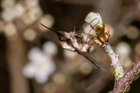 Dark edged bee fly, Bombylius major, resting on spring flowers of the black.. Stockfoto's