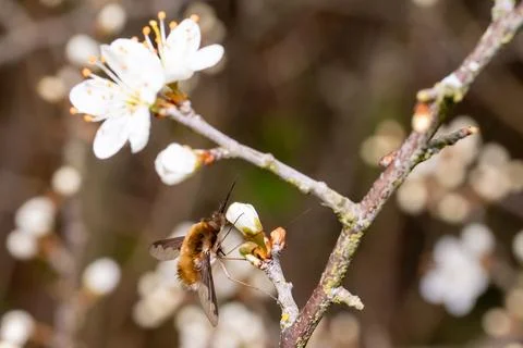 Dark edged bee fly, Bombylius major, resting on spring flowers of the black.. 库存照片
