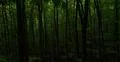 Dark eerie beech forest green bushes and trees landscape Photo