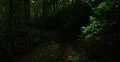 Dark eerie beech forest green bushes and trees landscape Photo