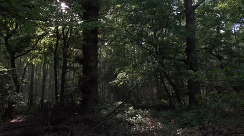 Dark eerie mysterious dense forest panning shot spring season Stock Footage 62932368