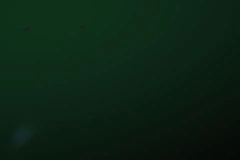 Dark emerald green moody background with small bat silhouettes for spooky h.. Stock-Fotos