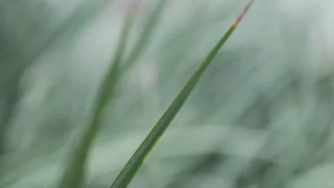 Dark Emerald Needles: Macro Close-up of Larch Pine Tree Foliage (ProRes 422) Stock Footage 320304941