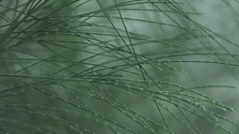 Dark Emerald Needles: Macro Close-up of Larch Pine Tree Foliage (ProRes 422) Stock Footage 320305051