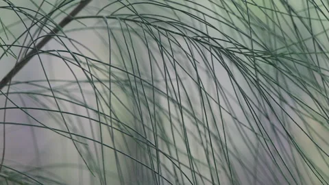 Dark Emerald Needles: Macro Close-up of Larch Pine Tree Foliage (ProRes 422) Stock Footage 320305060