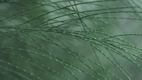 Dark Emerald Needles: Macro Close-up of Larch Pine Tree Foliage (ProRes 422) Stock-Footage 320307234
