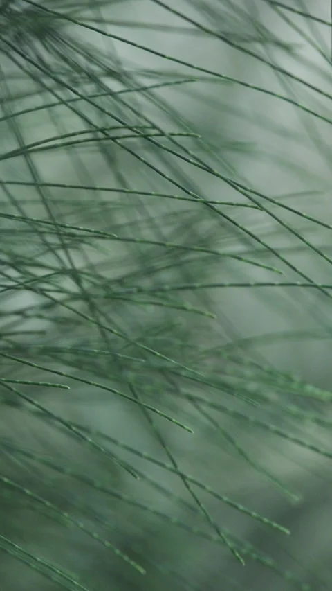 Dark Emerald Needles: Macro Close-up of Larch Pine Tree Foliage (ProRes 422) Stock-Footage 320307398