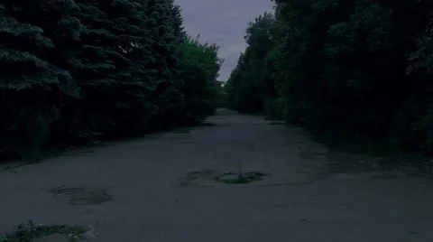 Dark empty forest 動画素材 51851217