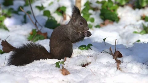 Dark eurasian red squirrel eating a nut in winter snow Video stock 332830348