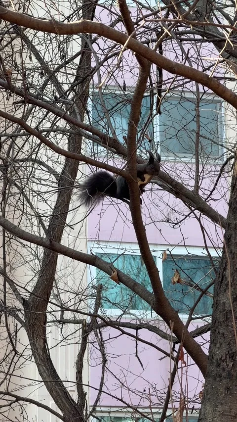 Dark Eurasian Red Squirrel Perched on Bare Tree Branches, Vertical Wildlife Video stock 347362423