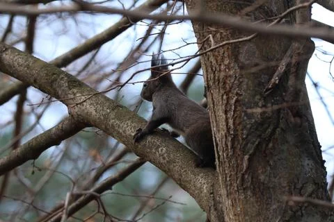 Dark Eurasian Red Squirrel Sitting on Tree Branch. Sciurus vulgaris Stock Photos