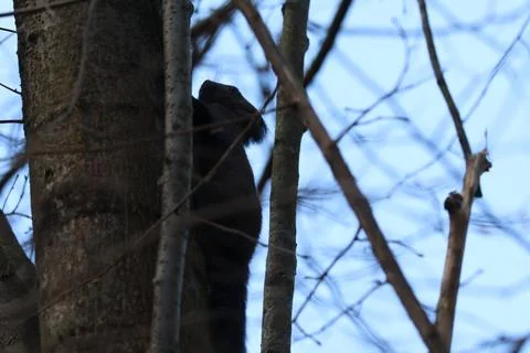 Dark Eurasian Red Squirrel Sitting on Tree Branch. Sciurus vulgaris Stock Photos