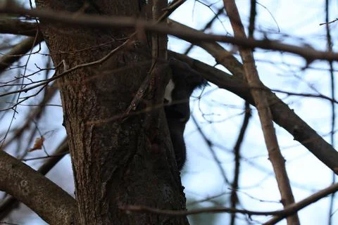Dark Eurasian Red Squirrel Sitting on Tree Branch. Sciurus vulgaris Stock Photos