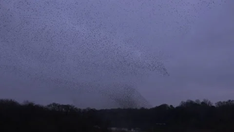 Dark evening birds flyig in the evening as strarling murmuration England UK 4K Stock Footage 169809144