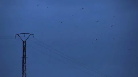 Dark evening black birds Stock Footage 25603278