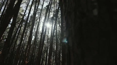 Dark evening forest isle surrounded by tall slender pine trees Stock Footage 142298196