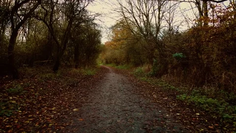 Dark evening path surrounded by bare trees and fallen leaves, evoking mysterious Stock Footage 303169508