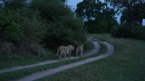 Dark evening, two lions on the road, Khwai river in Moremi in Botswana. Lions in Stock Footage 223365407