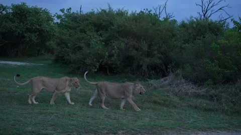 Dark evening, two lions on the road, Khwai river in Moremi in Botswana. Lions in Stock-Footage 223365440