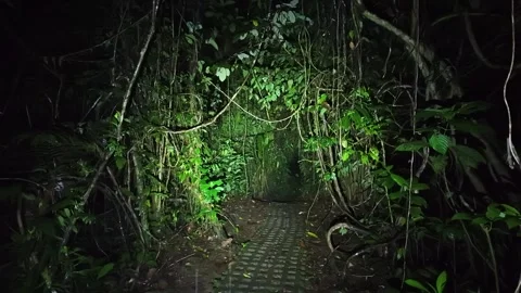 Dark evening view of a tropical rainforest path in Sarapiqui, Costa Rica, lit Stock Footage 327692366
