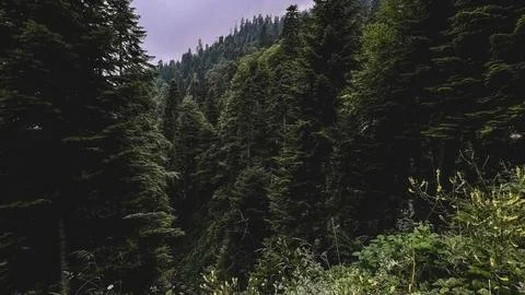 Dark Evergreen Mountain Forest Under Overcast Sky Stock Photos