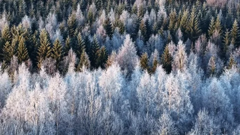 Dark Evergreens and Bright Snow Contrast Video stock 331036341