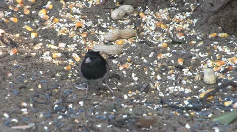 Dark Eyed Junco - 1 Stock Footage 36626710