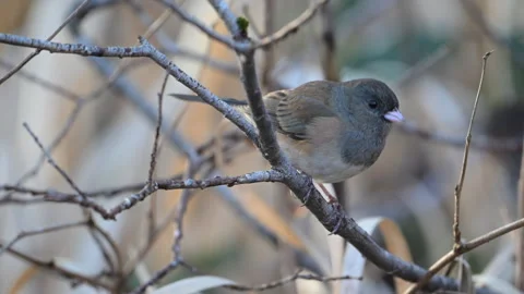 Dark-eyed junco, bird,on branch facing right, winter, 4k Stock Footage 263282454