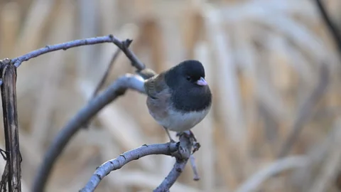 Dark-eyed junco, bird,  dark, perched on branch, 4k Stock-Footage 263282217