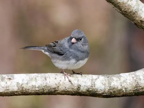 Dark-eyed Junco bird Foto stock