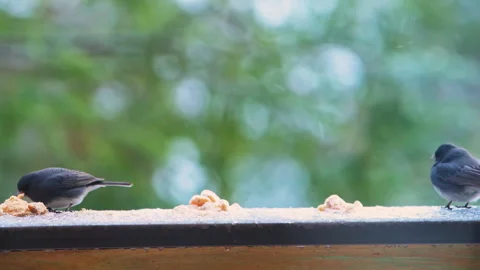 Dark-eyed junco, chickadee wild birds perched on balcony in winter snow eating Stock Footage 330286873