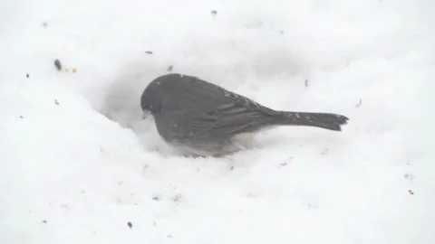 Dark-eyed Junco digging a hole in the snow to look for fallen bird seed. Video stock 280727705