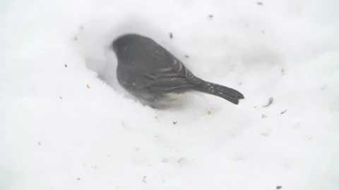 Dark-eyed Junco digging a hole in the snow to look for fallen bird seed. Video stock 280727740