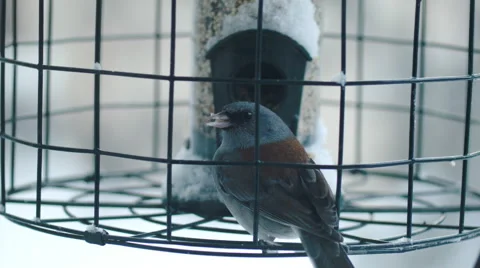 Dark-eyed Junco Eating out of Bird Feeder Stock Footage 59081415