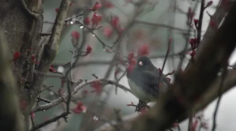 Dark Eyed Junco on flowered tree branch as snow falls Video stock 62846030