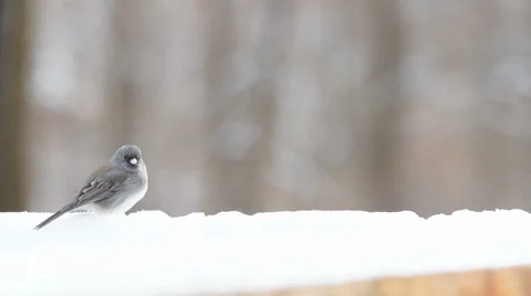 Dark-eyed Junco Stock Footage 34472789