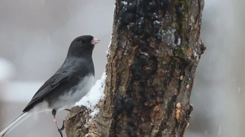 Dark-eyed Junco Vídeo Stock 34473362