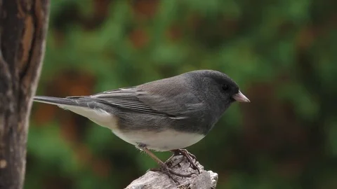 Dark Eyed Junco Stock Footage 75388417